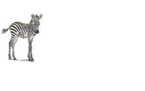 Petaluma Orthodontics - Zebras